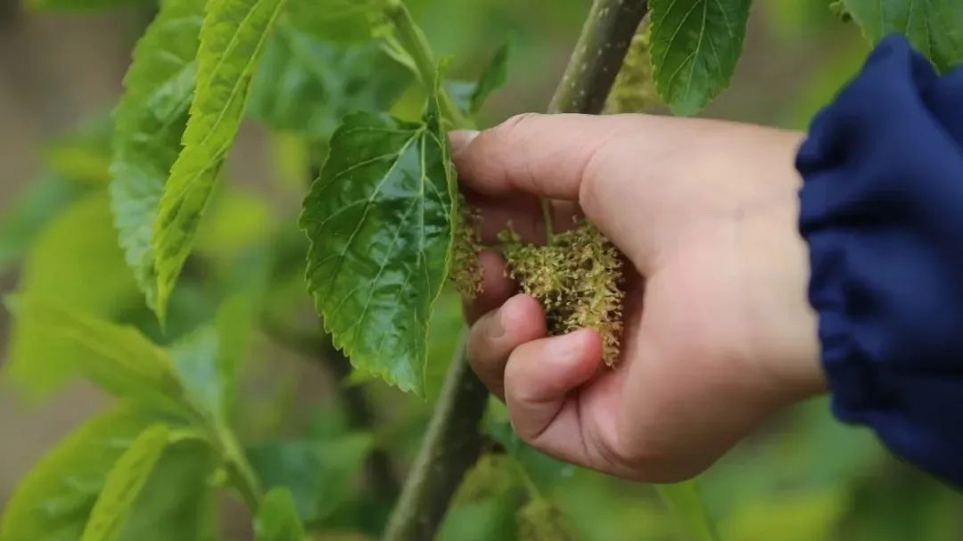 زهور التوت