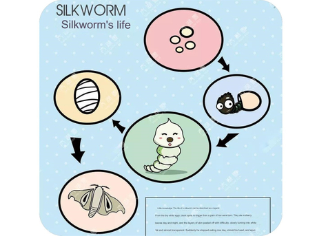 The Life of a Silkworm(1).jpg